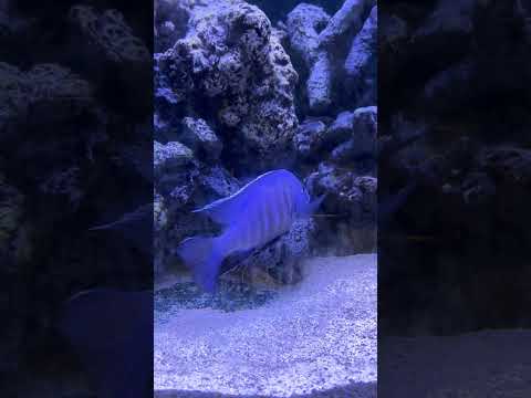 #aquarium #malawicichlid #cichlid #alfa #peacockcichlids #aulonocara #african #lakemalawi