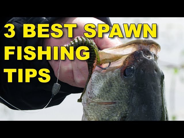 The Best Spawn Fishing Tips (Because They Work!)