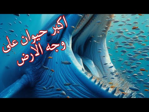 اكبر حيوان على وجه الارض