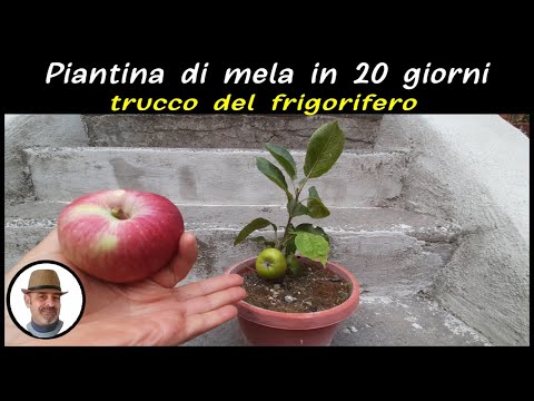 Video: Come coltivare Chayote: 12 passaggi (con immagini)