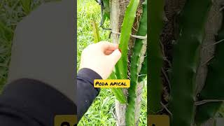 Poda Apical Para Fazer Mudas  shorts pitaya dragonfruit pitahaya poda