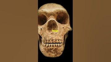What If Neanderthals Were Still Alive? #history