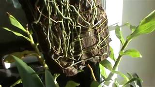 видео: Шилошиста (chiloschista ratifera. parishii) картинка: Шилошиста (chiloschista ratifera. parishii)