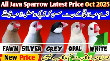 All Java Sparrow Latest Price Oct 2025 | All Java Latest Price | White,Silver,Fawn,Gray,Opal,Albino