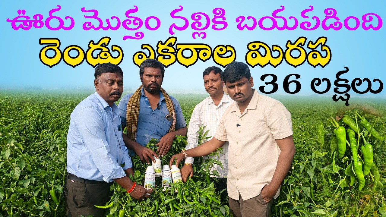 రెండు ఎకరాల బ్యాడిగి మిరప రకం 40 క్వింటాలు దిగుబడి 36 లక్షల ఆదాయం #mirapa #chillicrop