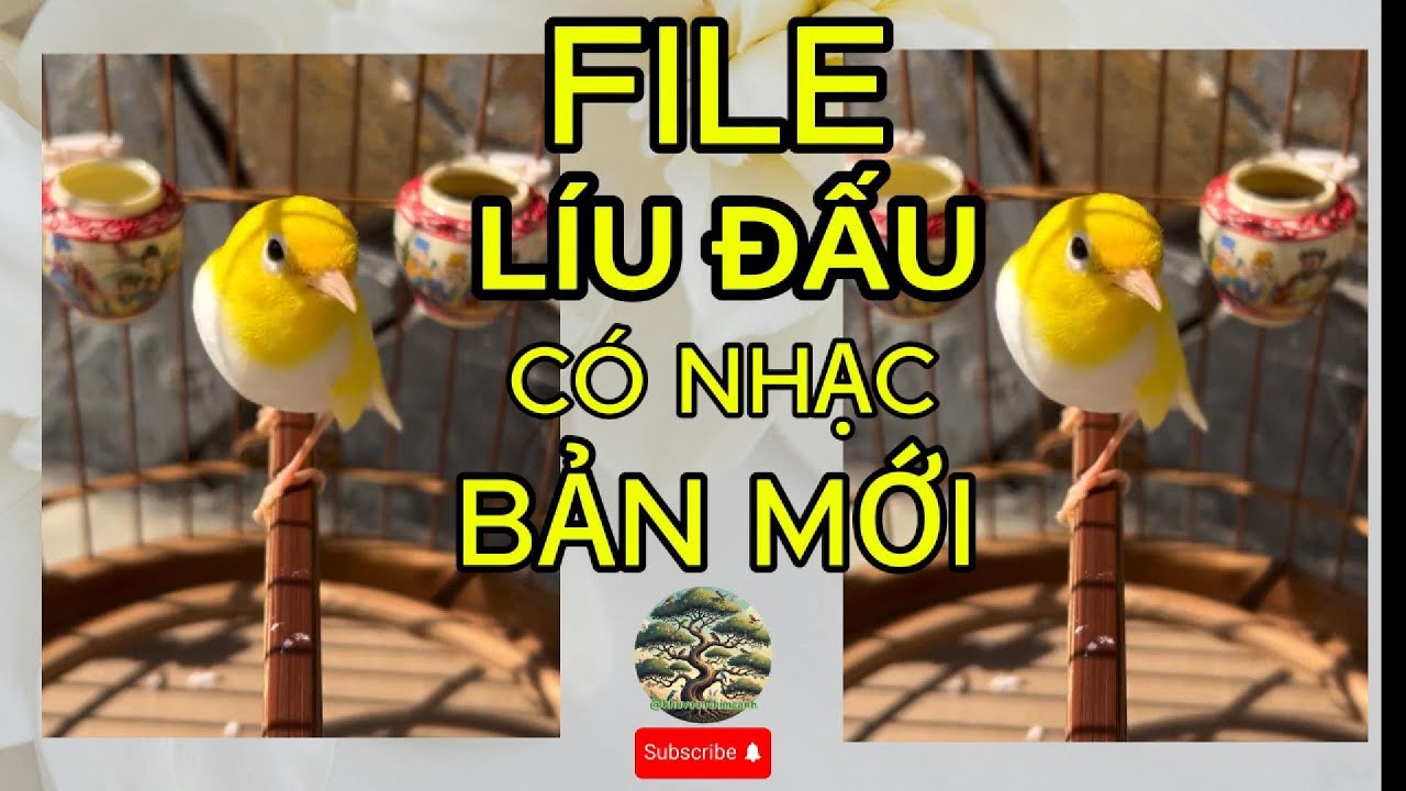 Kích khuyên líu đấu có nhạc bản mới , đấu căng