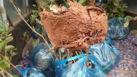 BÁO GIÁ CÂY SIM RỪNG GIỐNG TẠI YÊN THẾ - BẮC GIANG SĐT 094.292.6116