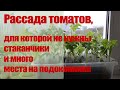 Рассада томатов &quot;в пеленках&quot;