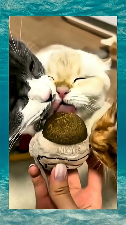 kucing stres lucu😹😹