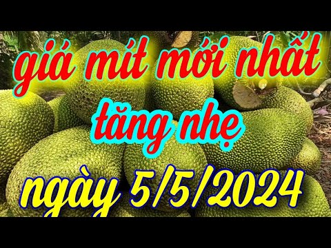 giá mít hôm nay ngày 5 tháng 5, 2024