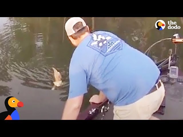 Kittens Swim Up To Fishermans Boat Looking for Help  | The Dodo