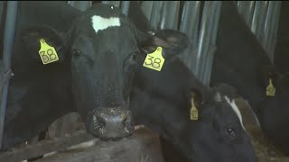 New concerns about dairy cows infected with bird flu
