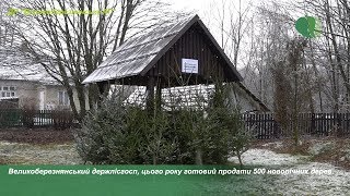 видео Стало відомо, де в Івано-Франківську можна придбати легальну ялинку. АДРЕСА