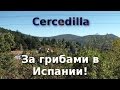 Cercedilla, за грибами в Испании!