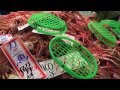 金沢近江町市場蟹解禁日&quot;Female snow crab&quot; omicho market in kanazawa japan