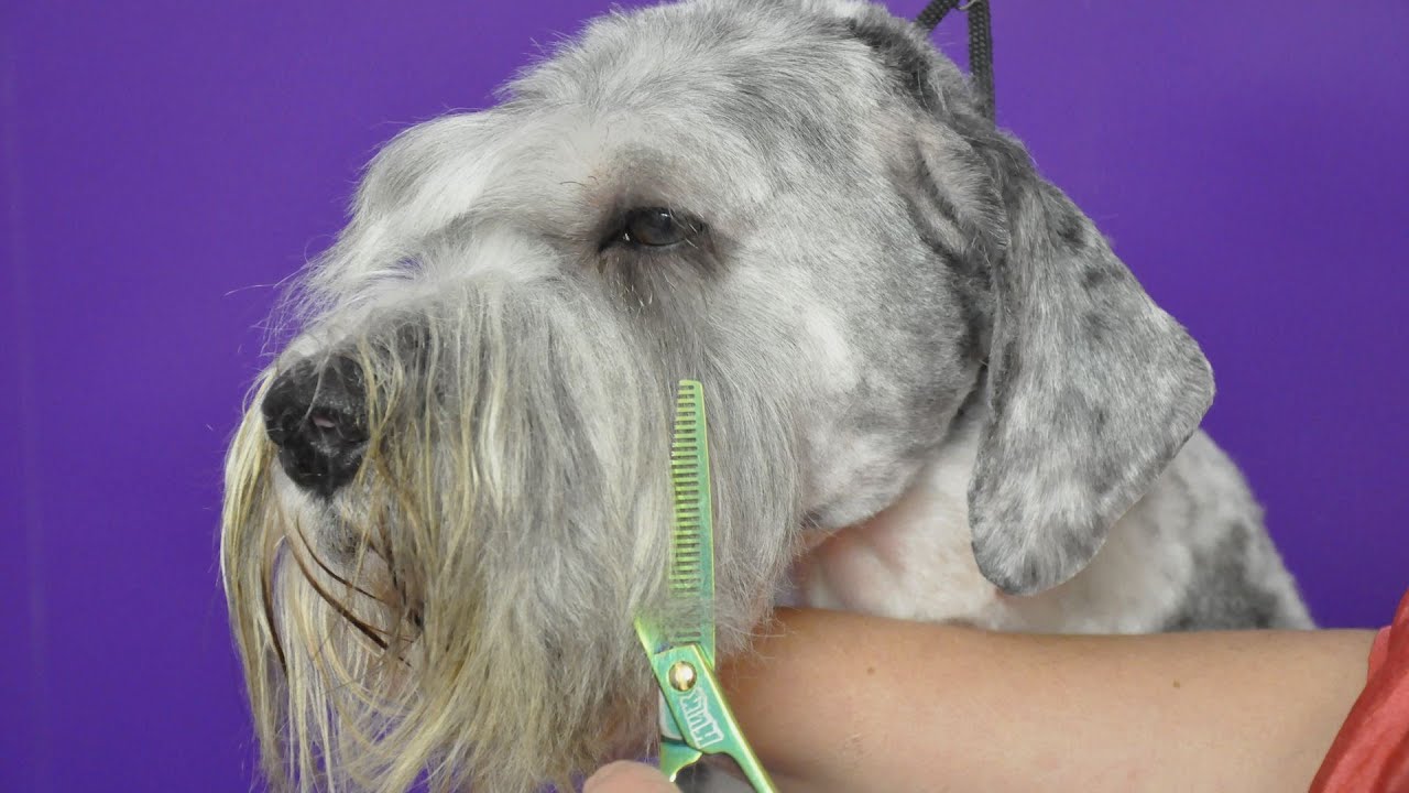 Grooming Guide How to groom a Labrdoodle Schnauzer Trim Pro Groomer YouTube