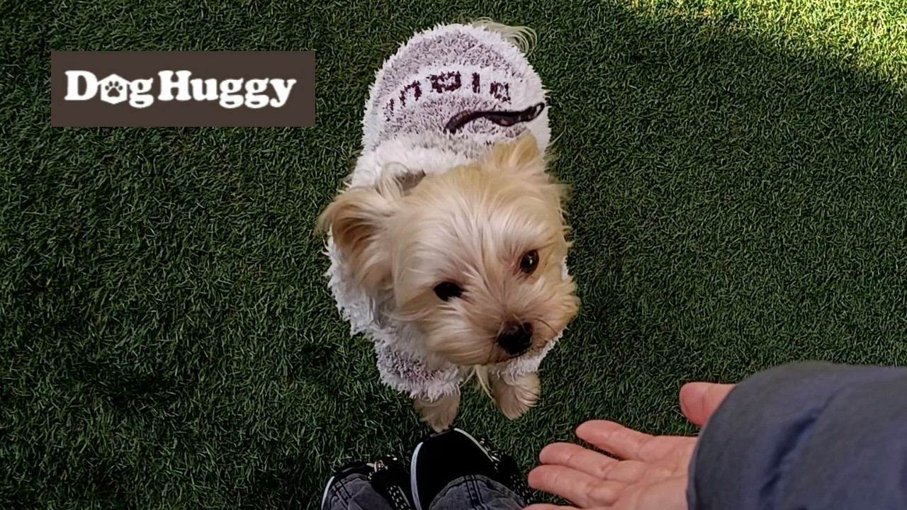 ヨークシャーテリアのポコちゃん【DogHuggy お預かり動画‎´•ﻌ•`🐾】