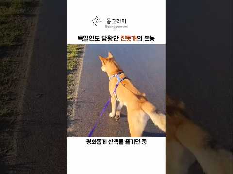 독일인도 당황한 진돗개의 미친 본능 thumbnail