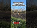 A beagle’s pure joy running through a freshly planted garden... #beagle  #dogshorts #doggielife