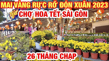 CHOÁNG NGỢP ! MAI VÀNG RỰC RỠ CHỢ HOA TẾT SÀI GÒN 2023 | TRÀN NGẬP SẮC HOA ĐÓN XUÂN QUÝ MÃO 2023 |