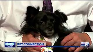 Pet Connection Mario 2 8 18