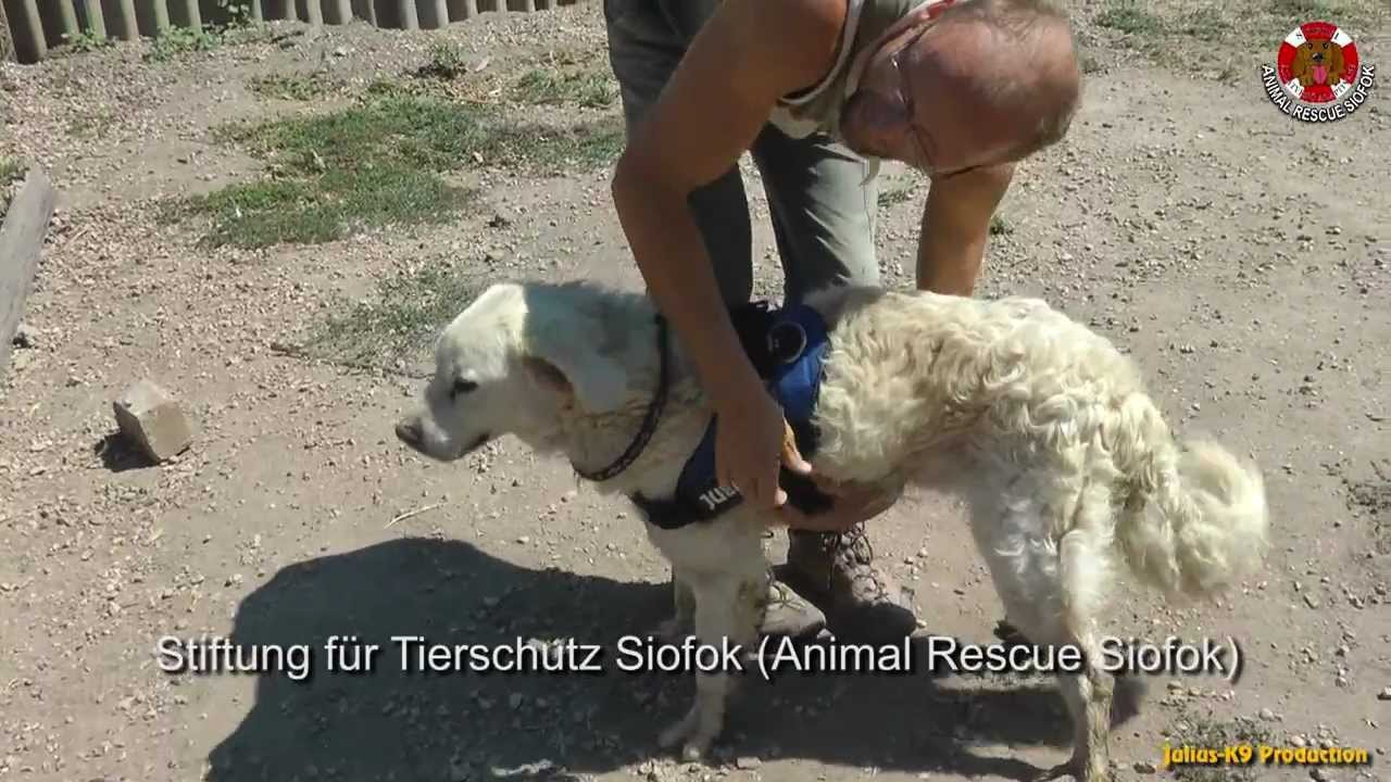 harnessing mineral resources Julius-K9® - Protección a los animales, refugio de animales