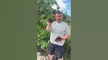 Poisonous Elderberry 