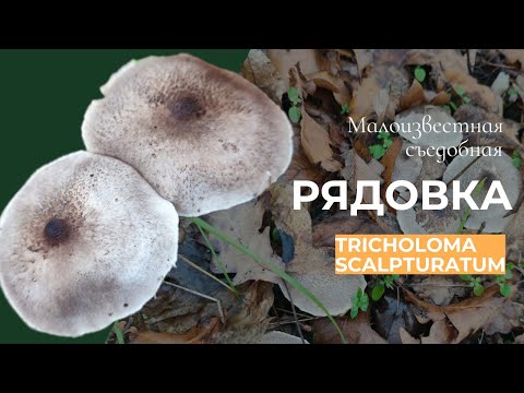 Рядовка серебристая: малоизвестный съедобный гриб | Tricholoma scalpturatum