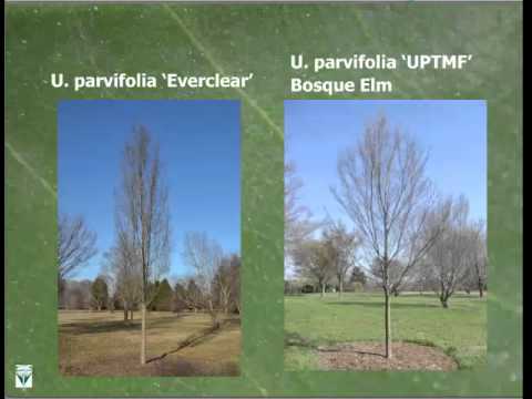 Video: Lacebark Elm Trồng cây: Tìm hiểu về Ưu và nhược điểm của Lacebark Elm