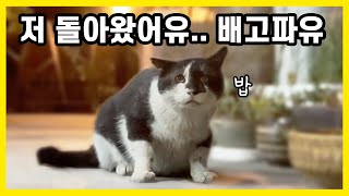 Mangdeok, the captain cat I was waiting for, has returned after a long time.