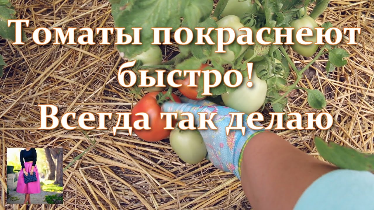 Чери когда зреют