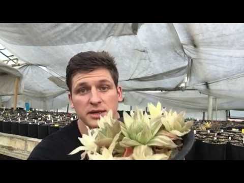 Video: Cvjeta li haworthia cooperi?