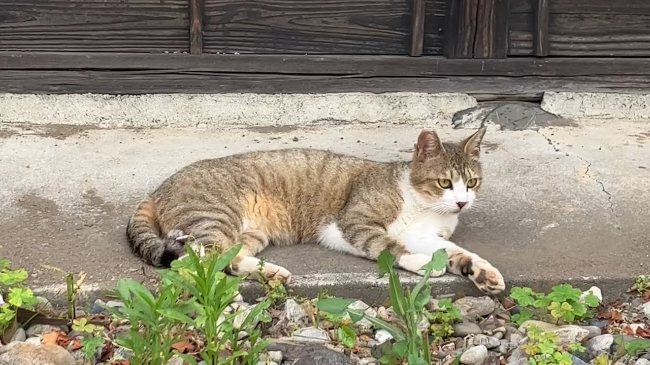 おしゃべり猫しまちゃん出会いの記録｜第３話