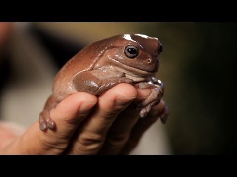 Video: Frog Care 101: Ce Trebuie Să știți înainte De A Obține O Broască