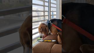 Beagles are super mischievous #beagle #beagles #dogs