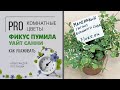 Фикус | Все ли сорта вам знакомы? | Фикус пумила - маленький представитель большого семейства