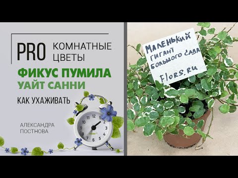 Фикус пумила уайт санни уход в домашних условиях