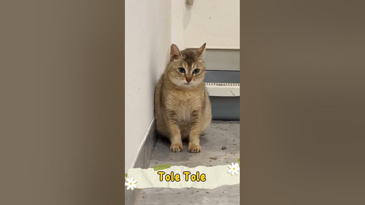 Vro tole tole cat shorts kucing cats youtube
