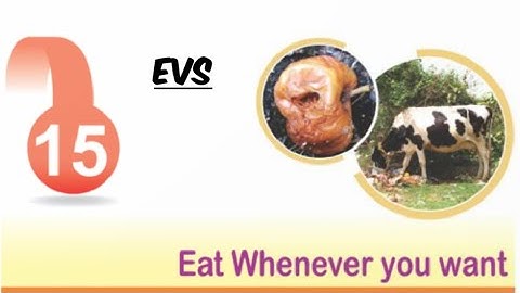 Eat Whenever You Want/ Chapter-15/  Class-5/ EVS/ RBSE