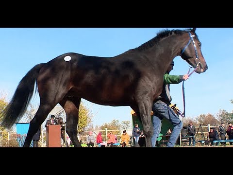 Английских чистокровных лошадей представили на аукционе в Краснодарском крае