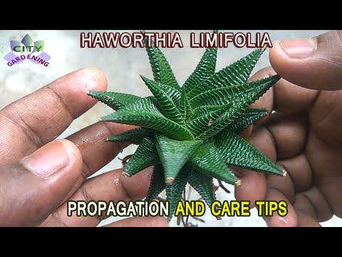 HAWORTHIA LIMIFOLIA propagation through offset division and Care Tips.