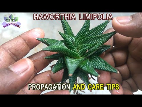 HAWORTHIA LIMIFOLIA Propagation Through Offset Division And Care Tips.