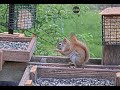 Need more cuteness? We got you! More American Red Squirrel (Tamiasciurus hudsonicus) footage ❤️