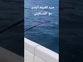 صيد الغزيله البلدى