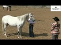Horse Events - 2025 Sheridan County Fair