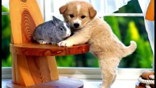 More Silly Animal Photos