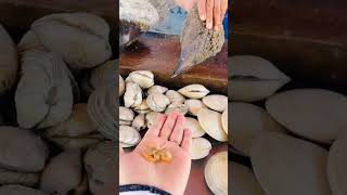 Eating fresh scallop in Bahia Kino, Son MX ~  Callos de hacha