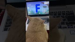 Cat learn ABC #cat #petshub #catvideos #lifeisbutadream #cutecat #cute #funnycat #kitten #catlaughs