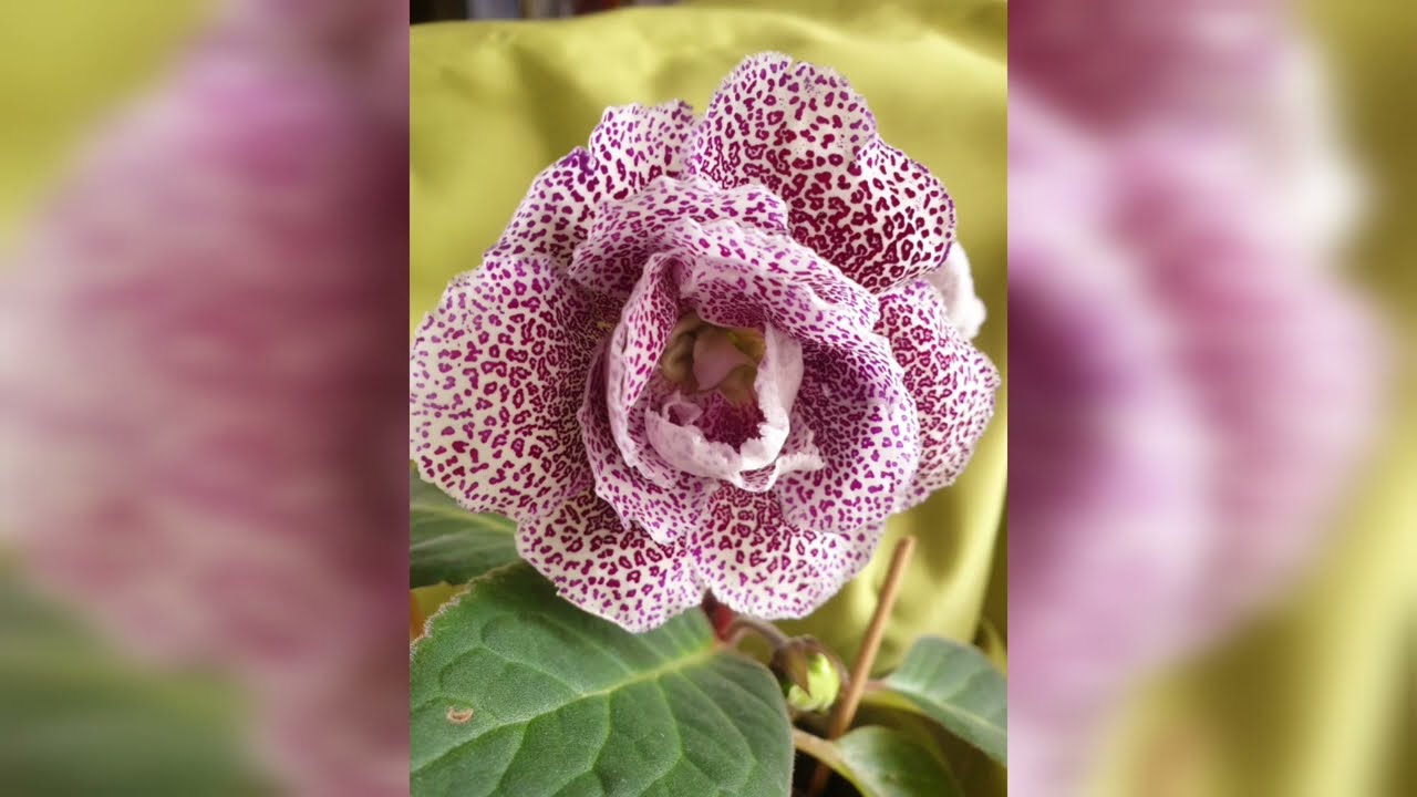 Глоксиния вытягивается и не цветет.