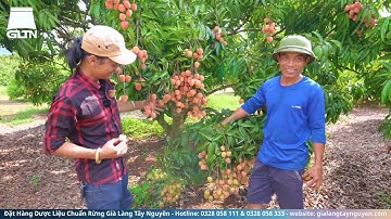 Choáng Ngợp Khi Bước Vào Vườn Vải Thiều Lớn Nhất Tây Nguyên